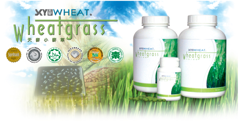 SKY WHEAT Wheatgrass