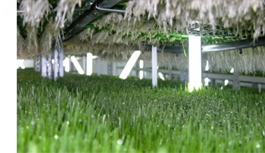 Wheatgrass Powder