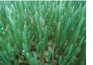Wheatgrass Powder