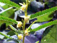 Bio Trim 2